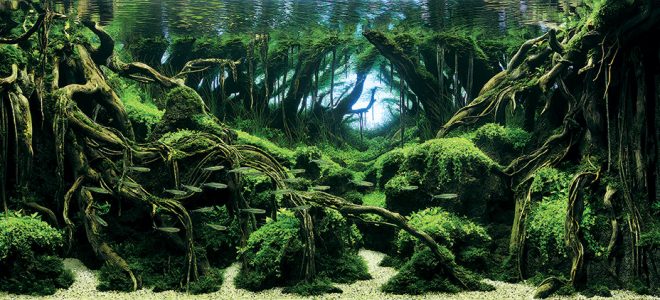 Живые и искусственные растения в аквариуме