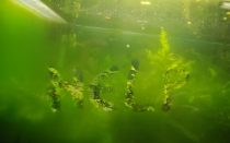 Как чистить аквариум от зеленого налета в домашних условиях?