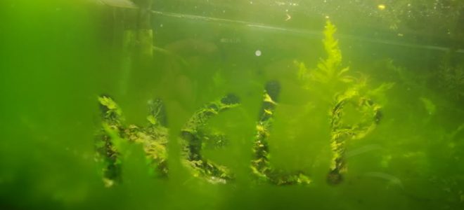 Зеленый налет в аквариуме - что делать?