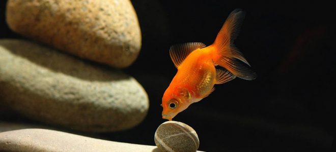 Золотая рыбка и камни