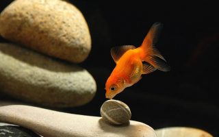 Содержание золотых рыбок в аквариуме