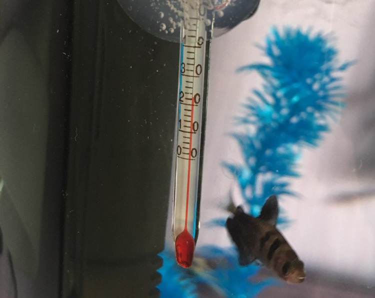 Следите за температурой воды с помощью термометра